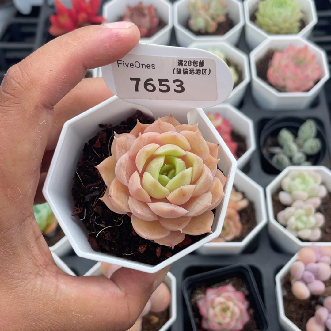 7653昂斯诺4.0厘米