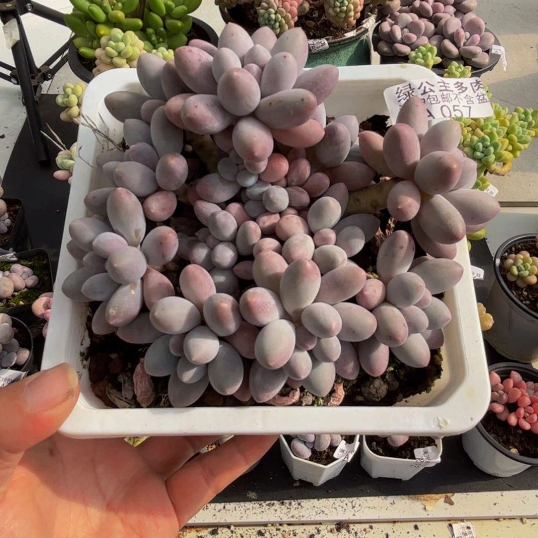 057汤圆奶酪10cm多肉