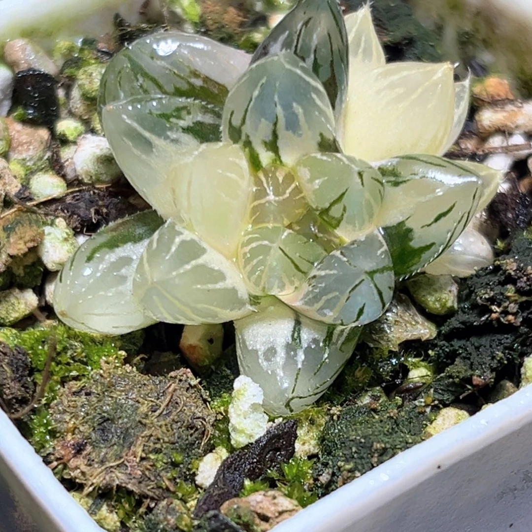 恭喜发财大吉大利1184