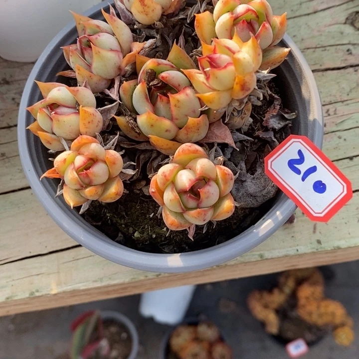 小*一物一拍宝莲灯多肉210