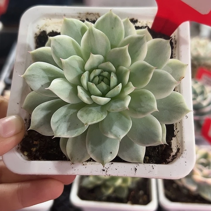 91号tp锦多肉植物