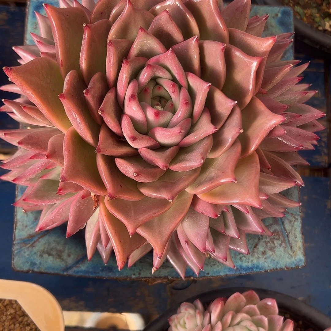 粉求婚捧花一物一拍