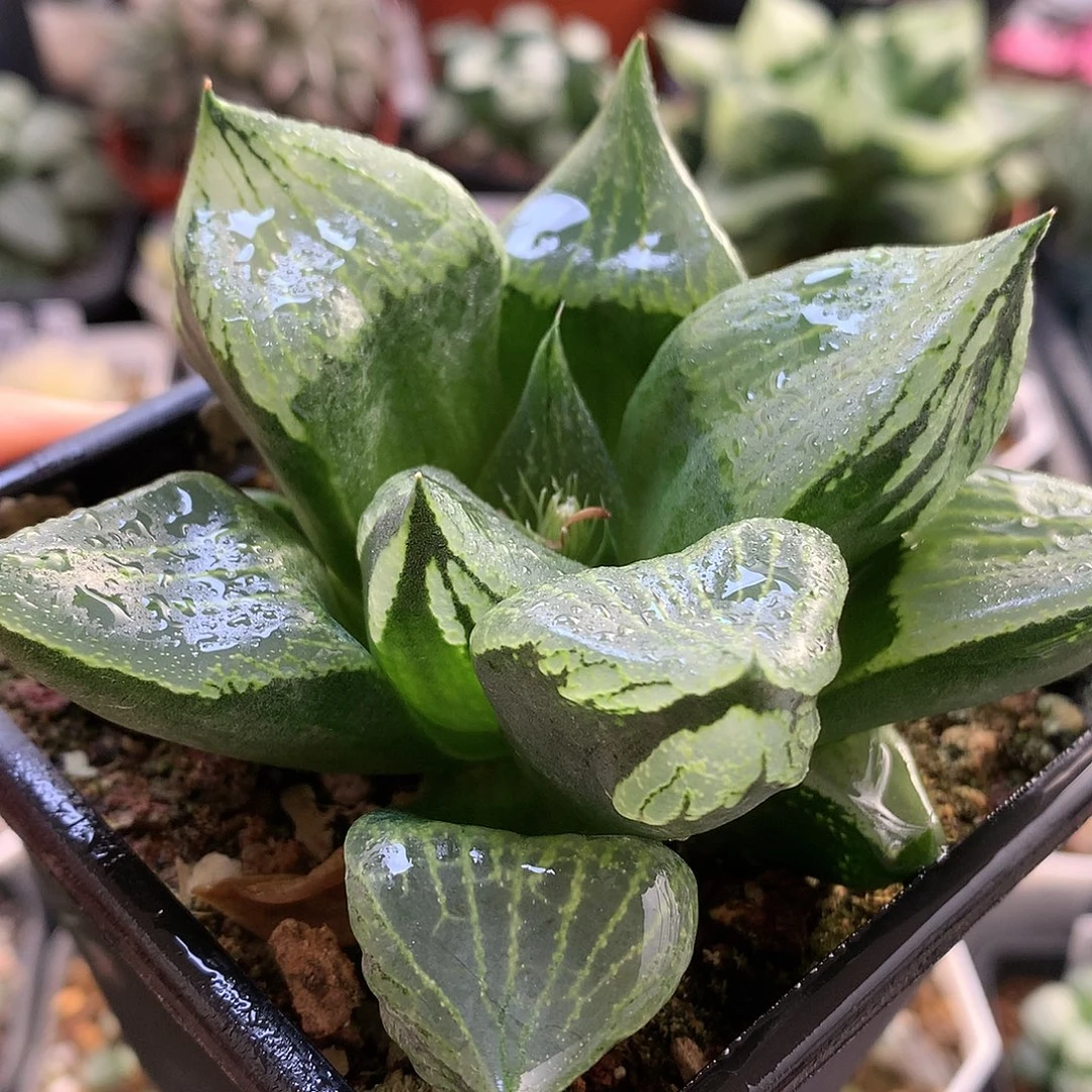 裹般诺带盆土发货okjuz