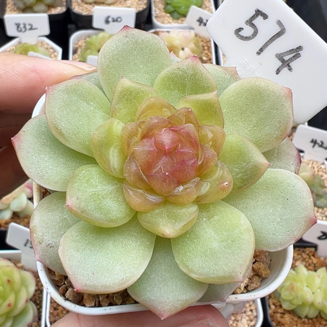 574号碧琉璃 晗雨多肉