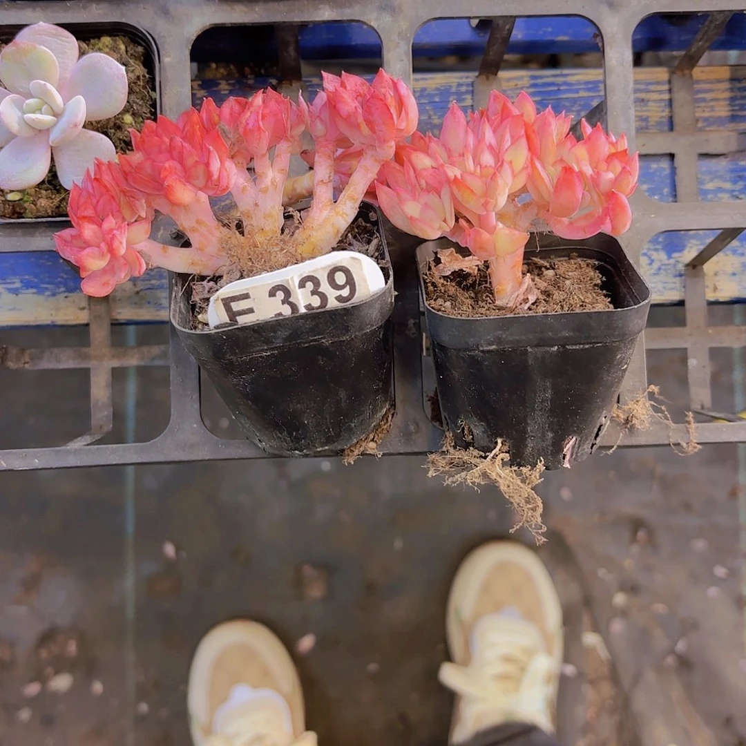 中***粮E339两颗起落一物一拍