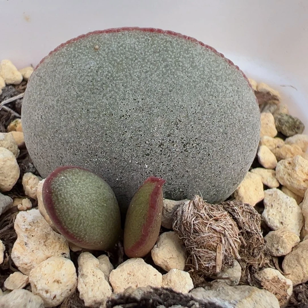 实生新品大苗多肉植物水泡