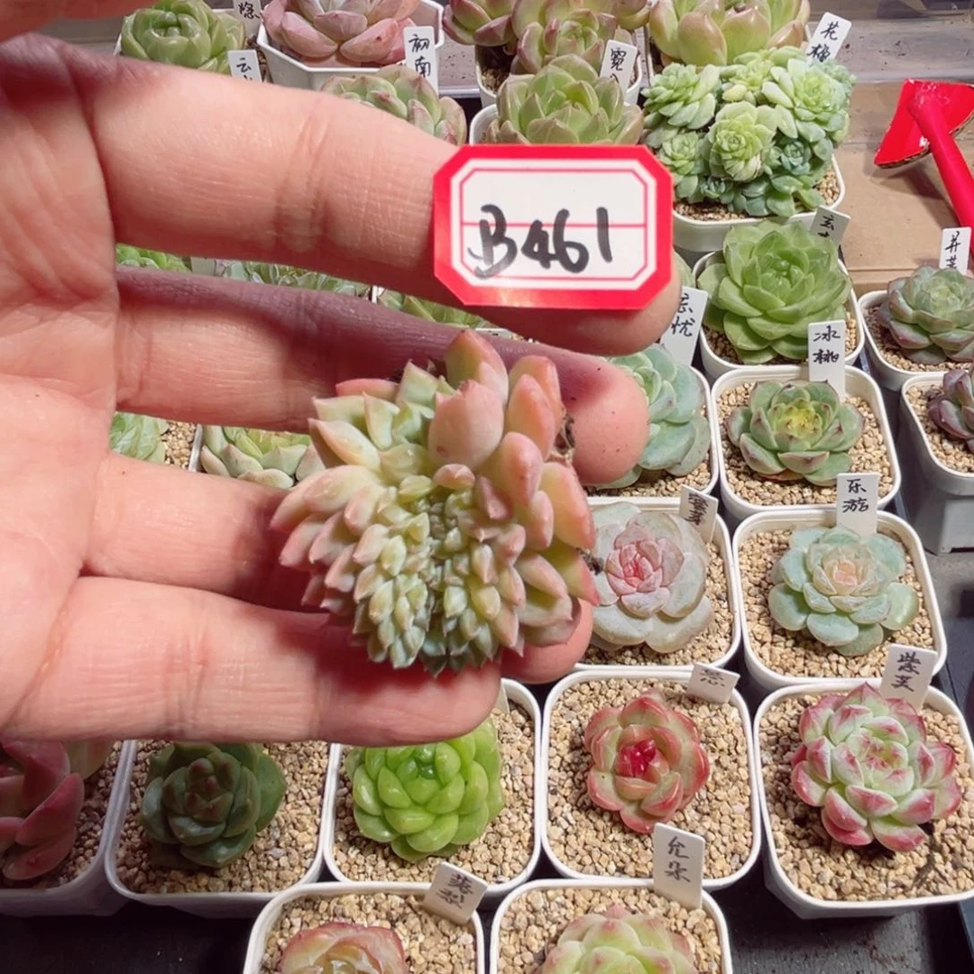 愿***.B461冰魄缀一物一拍