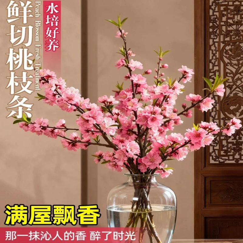 （60-70发货）桃花鲜枝带花苞水培树干枝红梅鲜花室内花卉植物鲜切