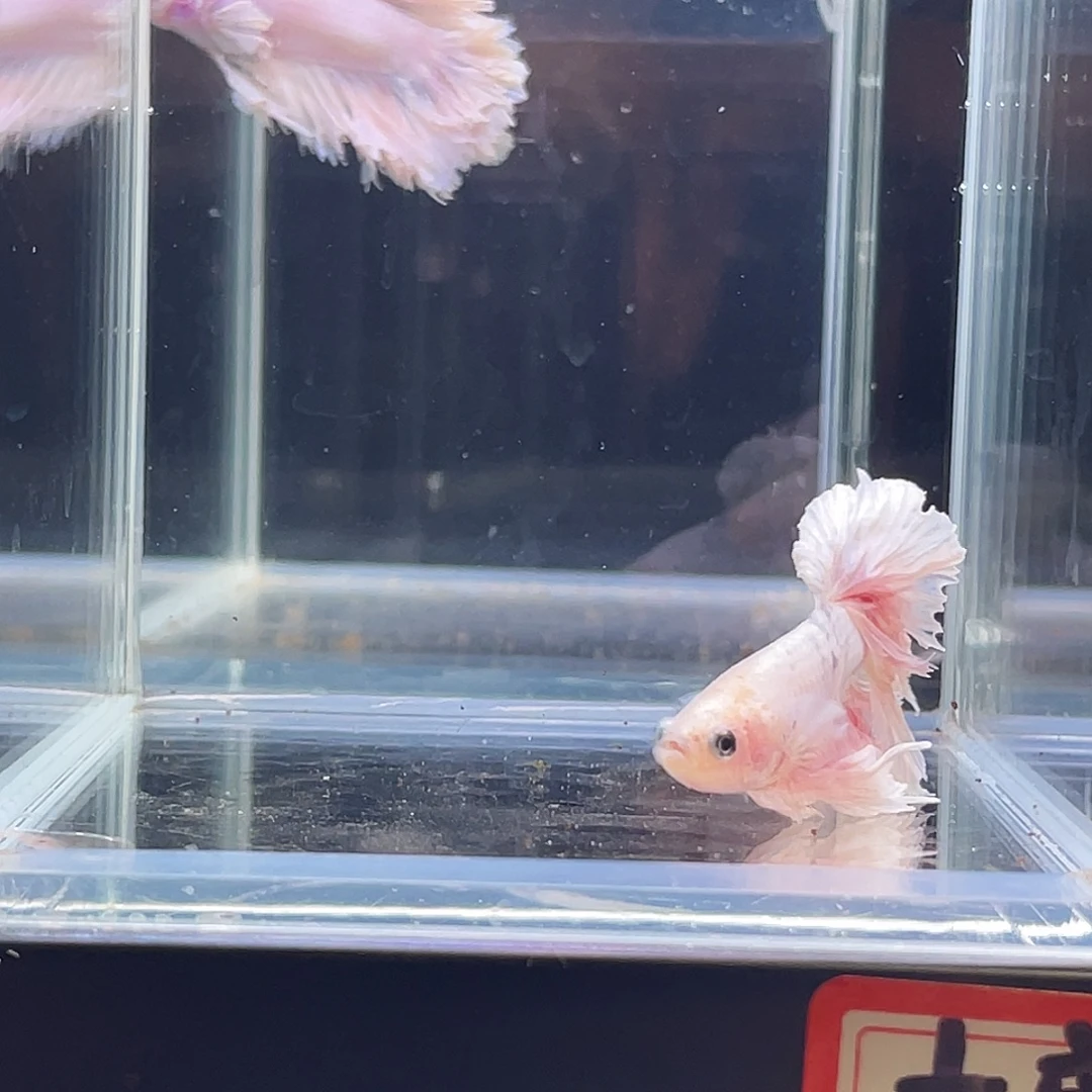 斗鱼印尼斗鱼，记得拍加热包012