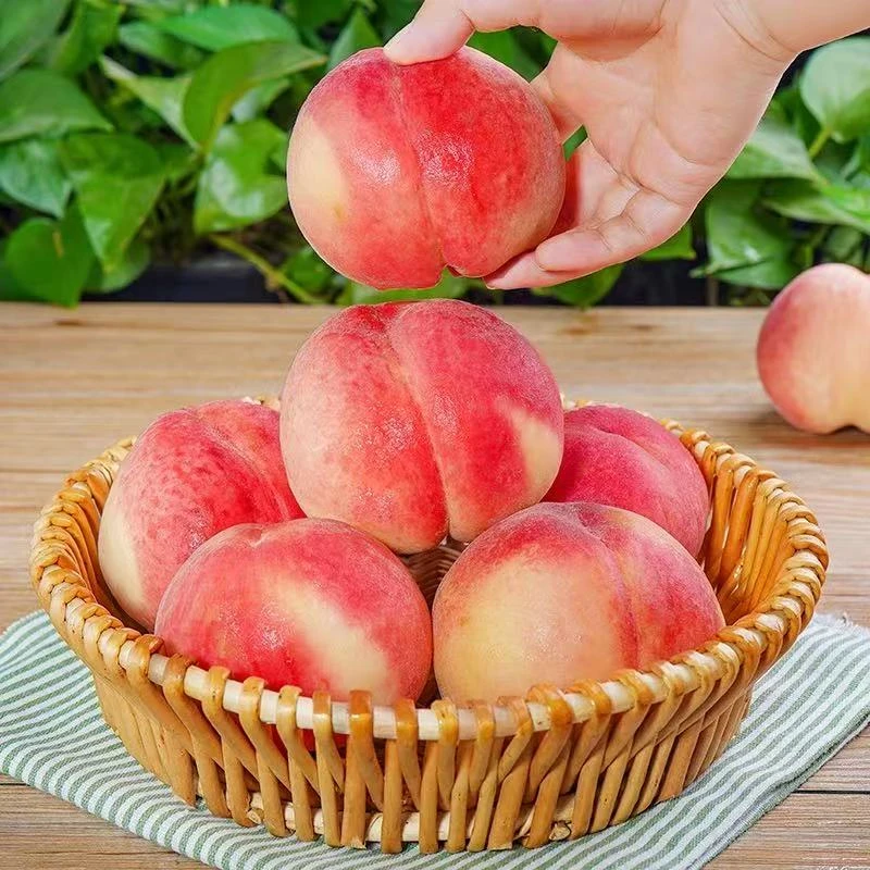 娇娇【放软更甜】露天春蜜水蜜桃毛桃现采头茬孕妇老少皆宜坏果包赔