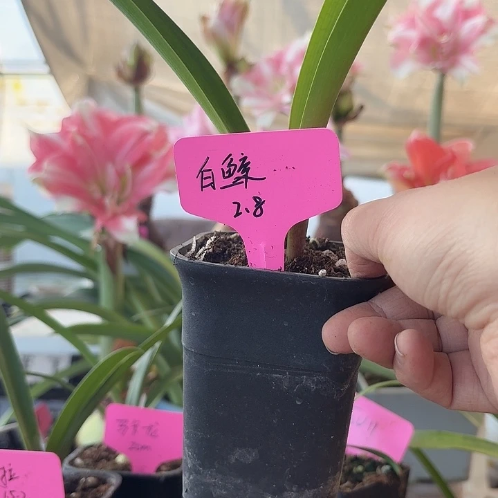 无花朵白鲸朱顶红直径2.8