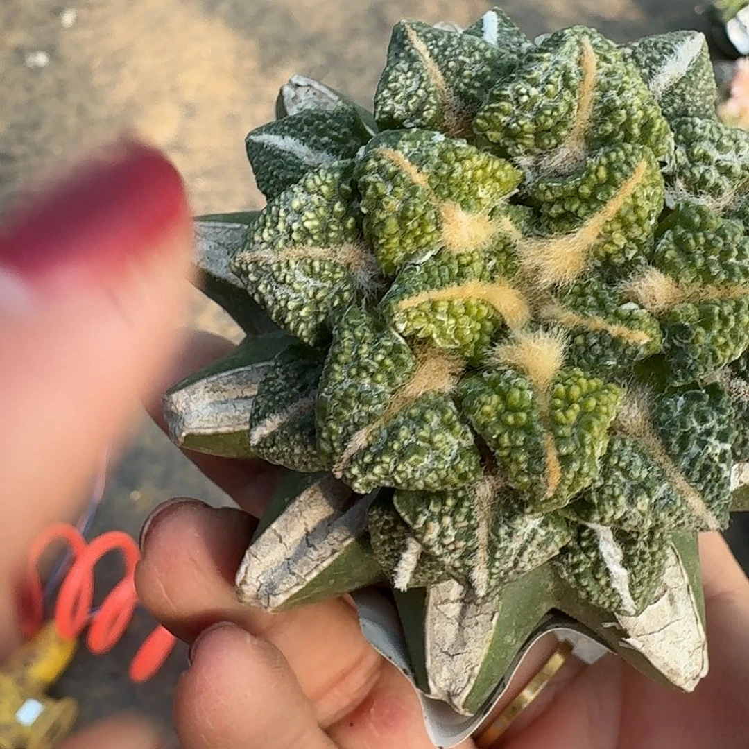 说***丶无花朵颗粒黑牡丹锦278