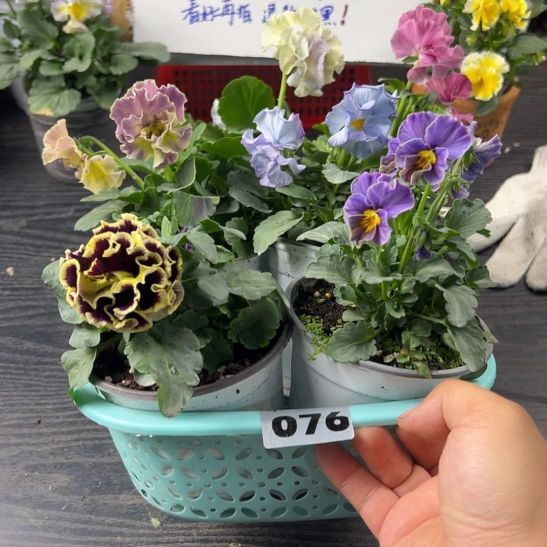 大部分花苞少量开放076号