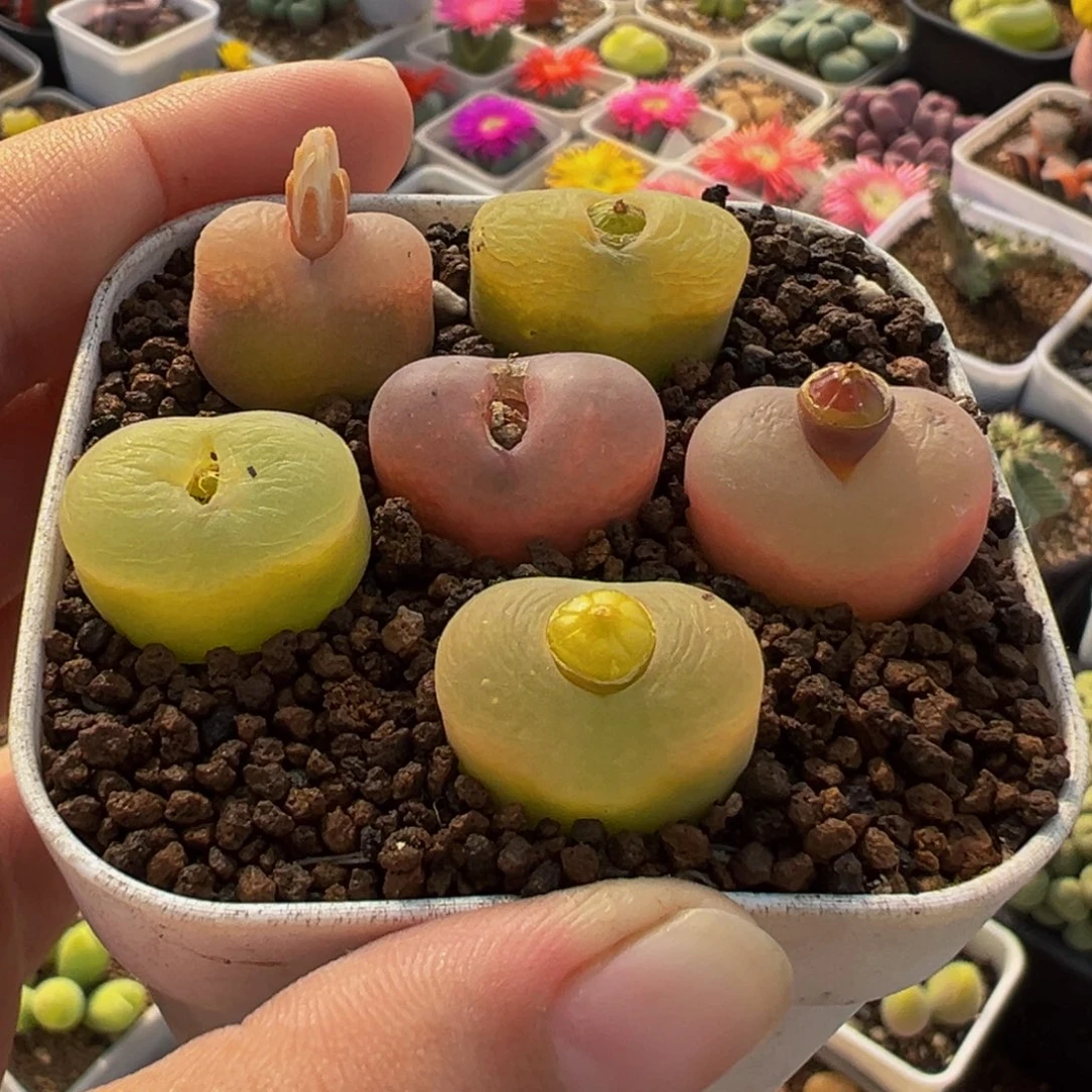 522多肉植物种类多样