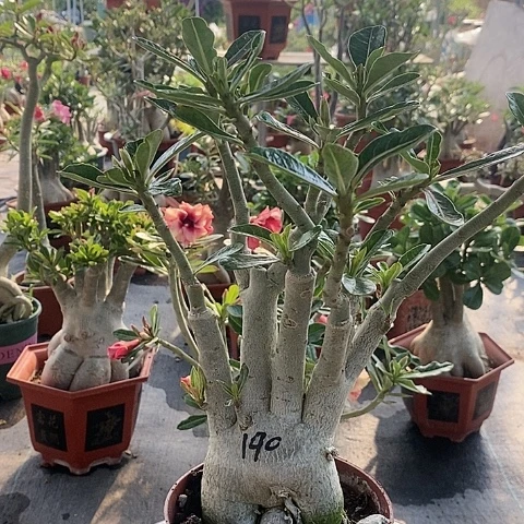 【闪购商品】当前无花朵，栽培后可花朵莓*恼绿植