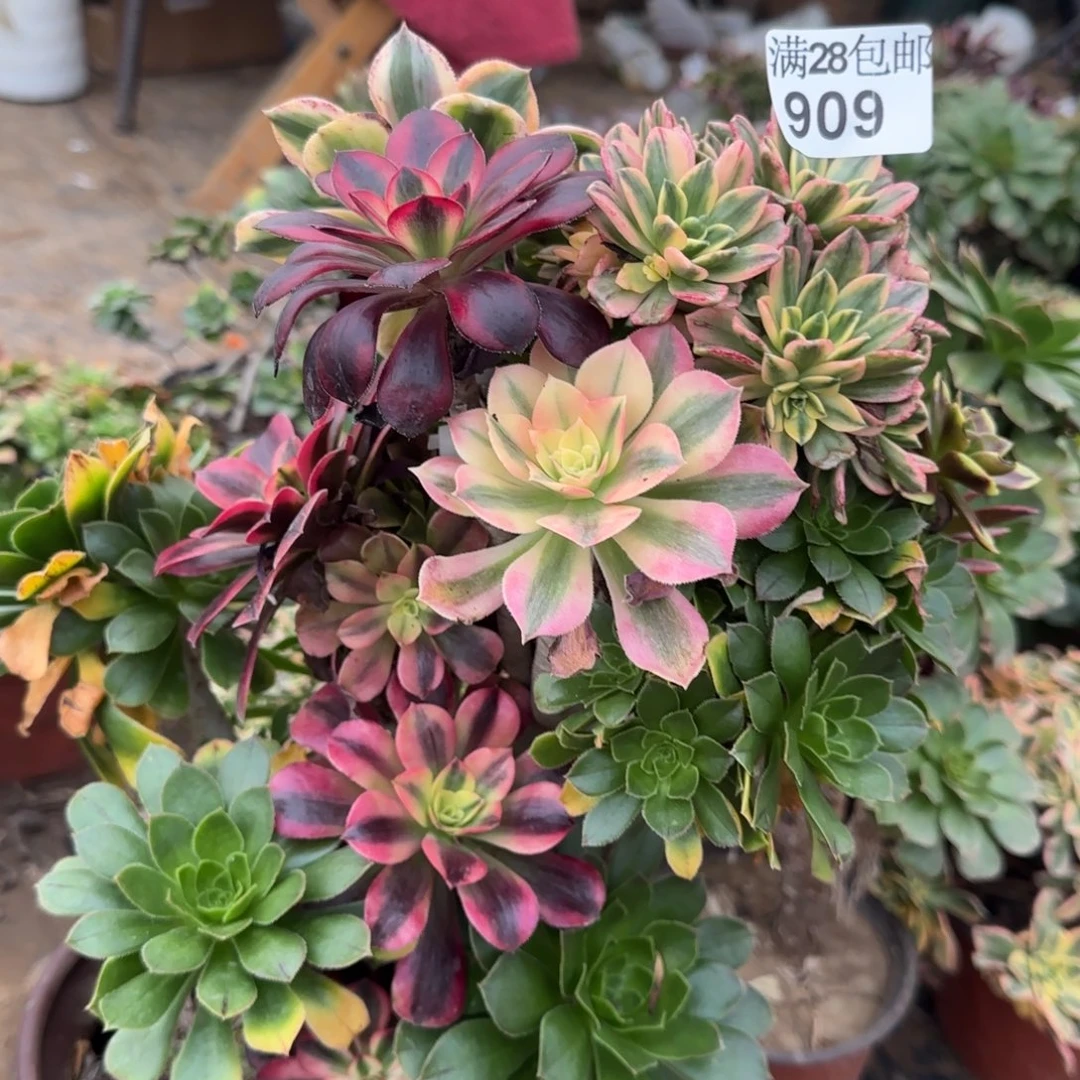 七彩法师嫁接有砍朵朵造型909满28包邮断枝不包