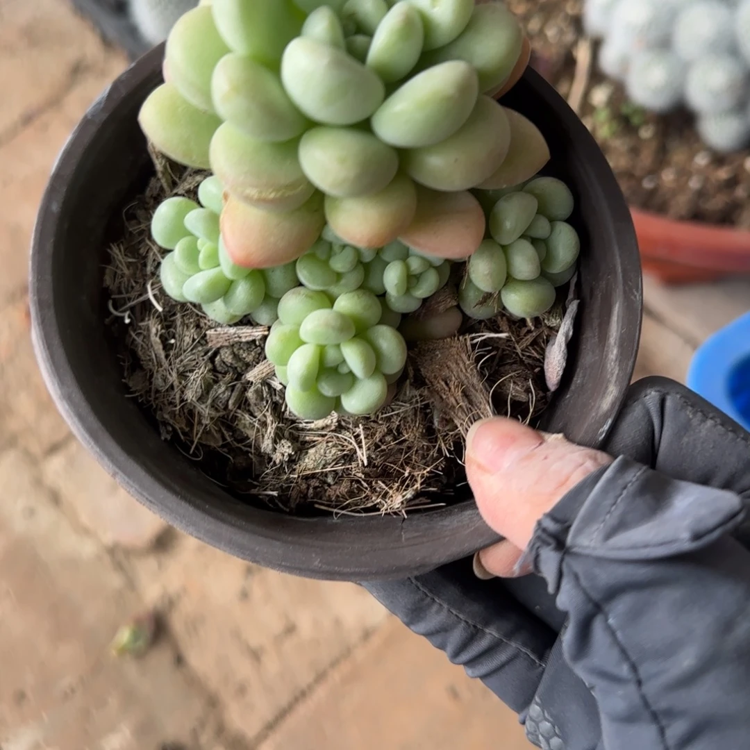 无花朵12一块钱小泡泡糖福袋