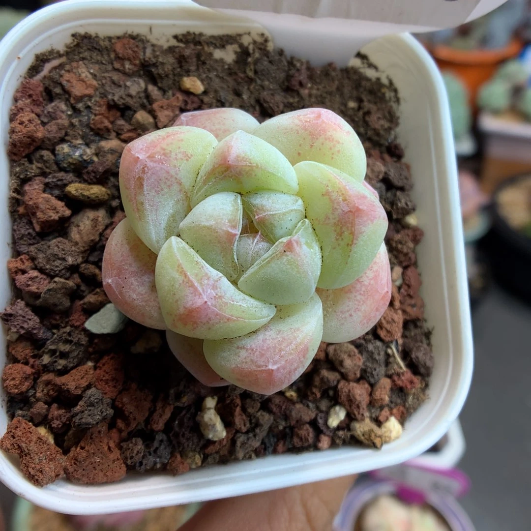 506冰玉多肉植物一物一拍