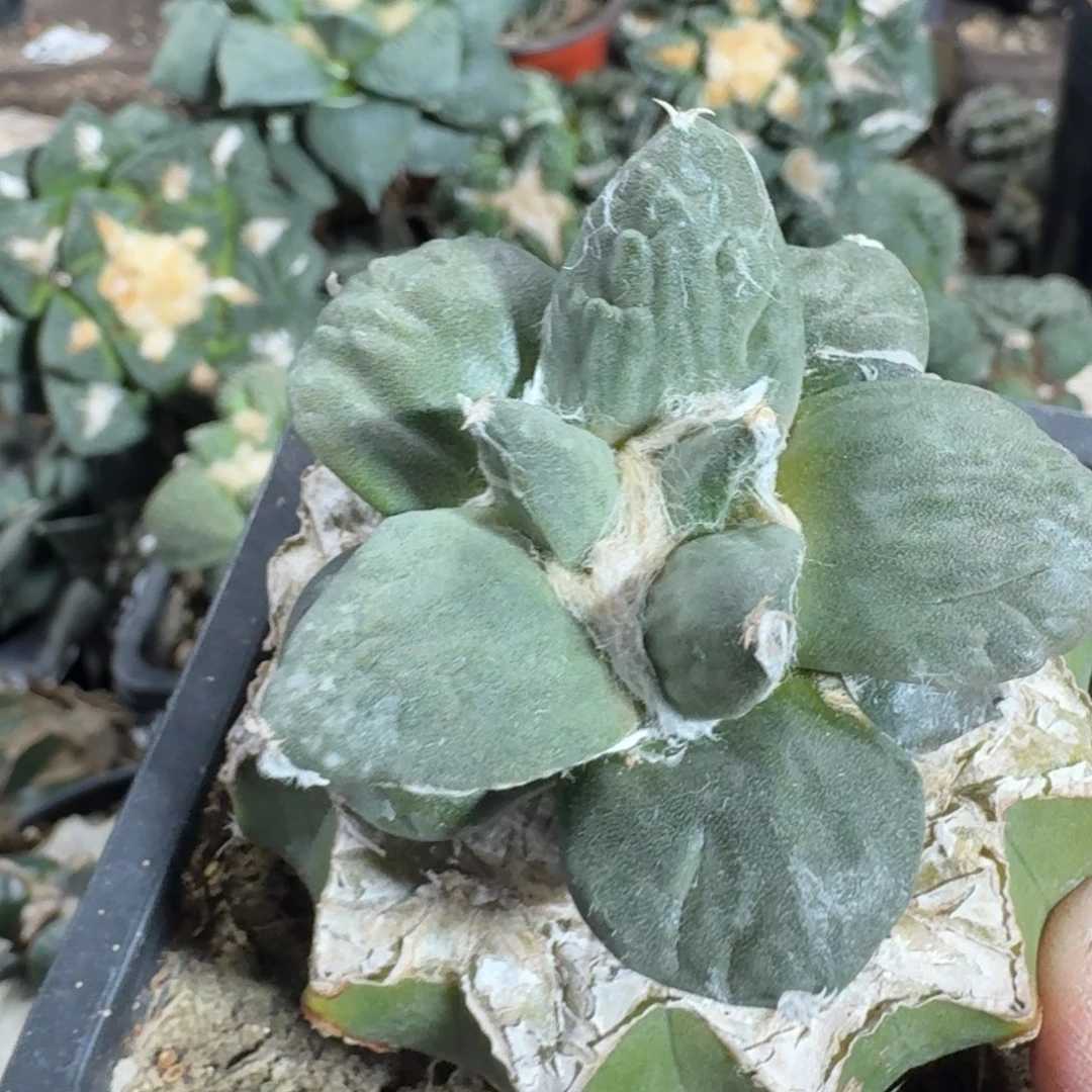 【闪购商品】未***-丸尤怒554