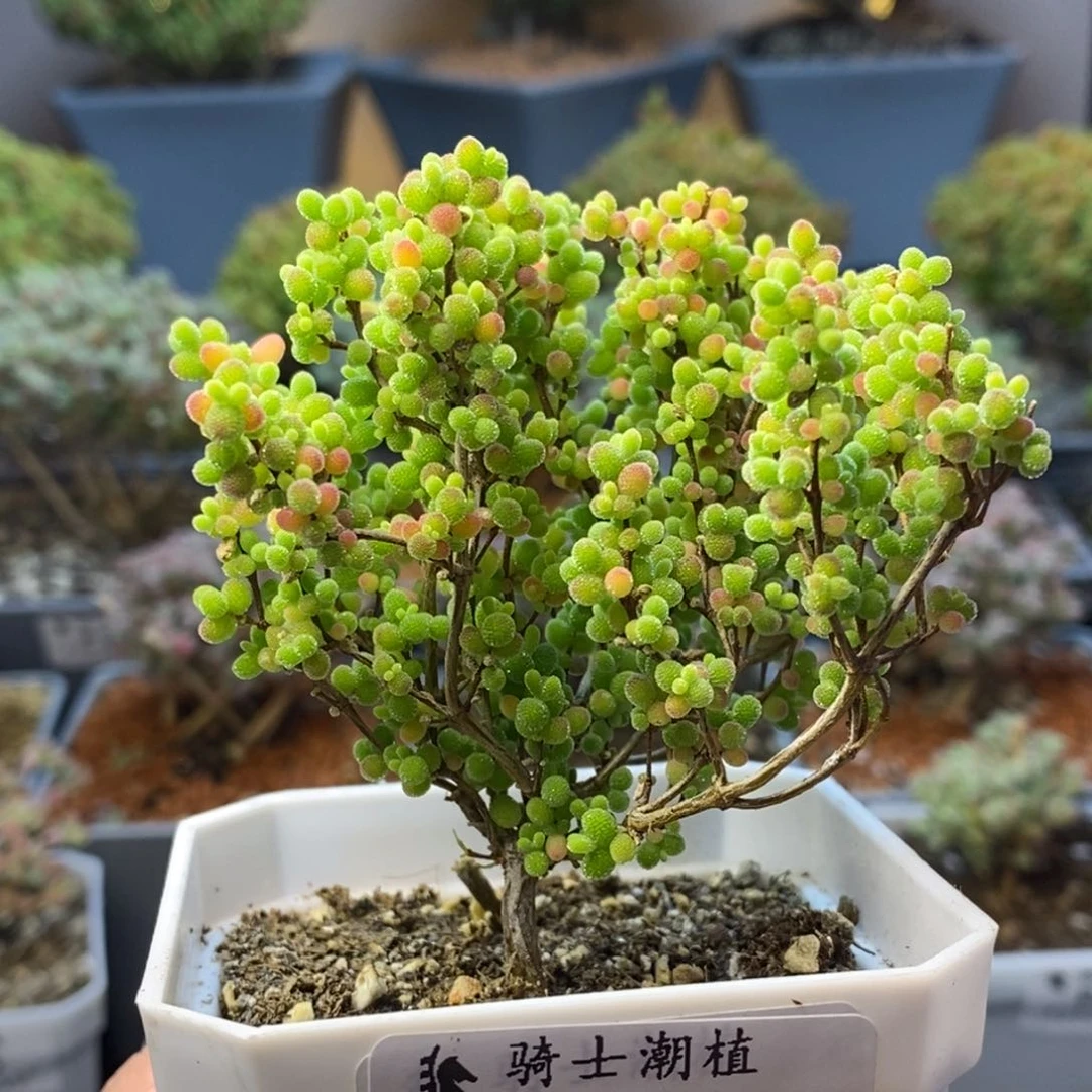 200蜜橘糖球枝干番杏