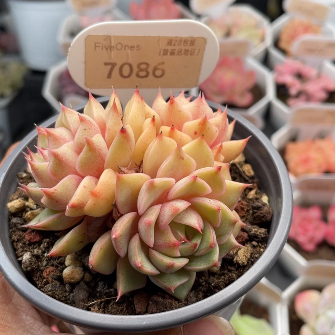 苯巴蒂斯7086-6.0厘米