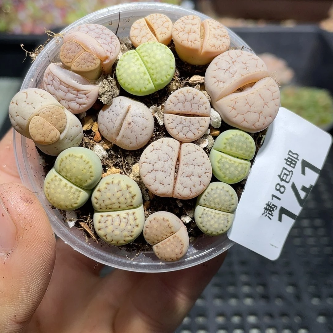 141当天凑满十八元包邮生石花