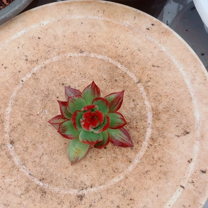 享***天惊鸿仙子多肉植物