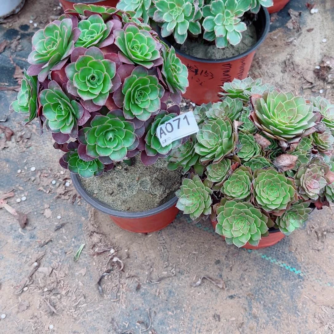 071两颗组合多肉植物法师