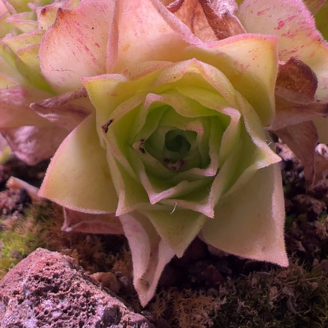 陈陈929帕美至爱x各种侧芽