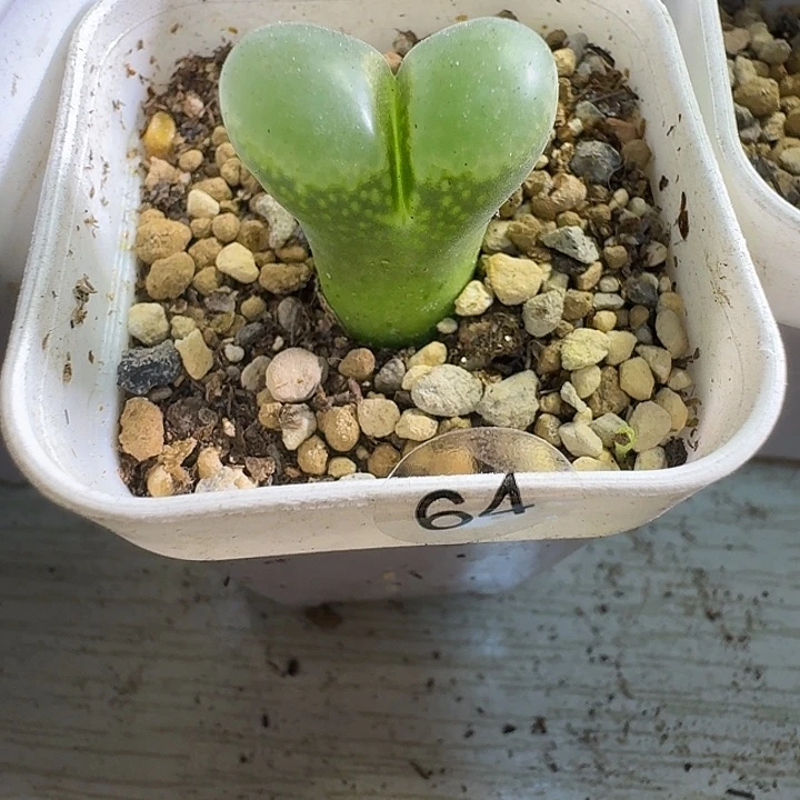 笨***狗多肉......64........