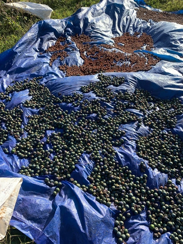 大金刚手串专拍链接（禁止私拍）