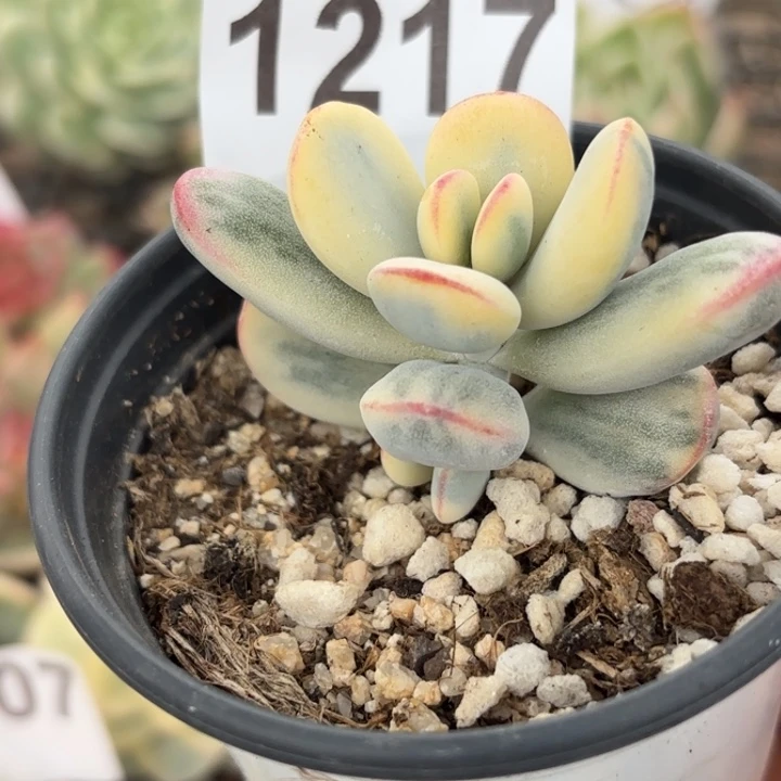 头盖锦满18包邮当场凑单不满包邮次日发顺丰到付