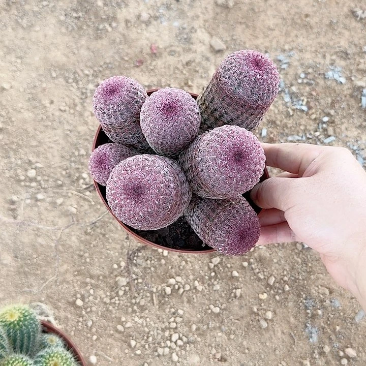 简***活哈哈哈哈哈哈哈哈哈