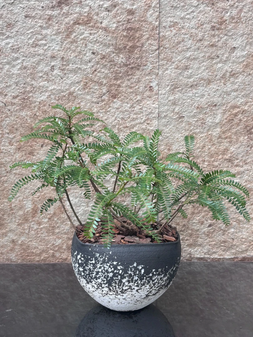 花涧·自然美学与质感生活的邂逅桌面款绿植【海岛叶下珠】