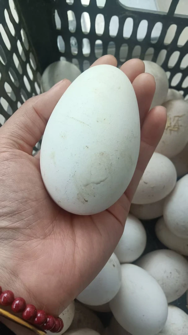农村散养鲜鹅蛋2.6两-2.8两营养丰富
