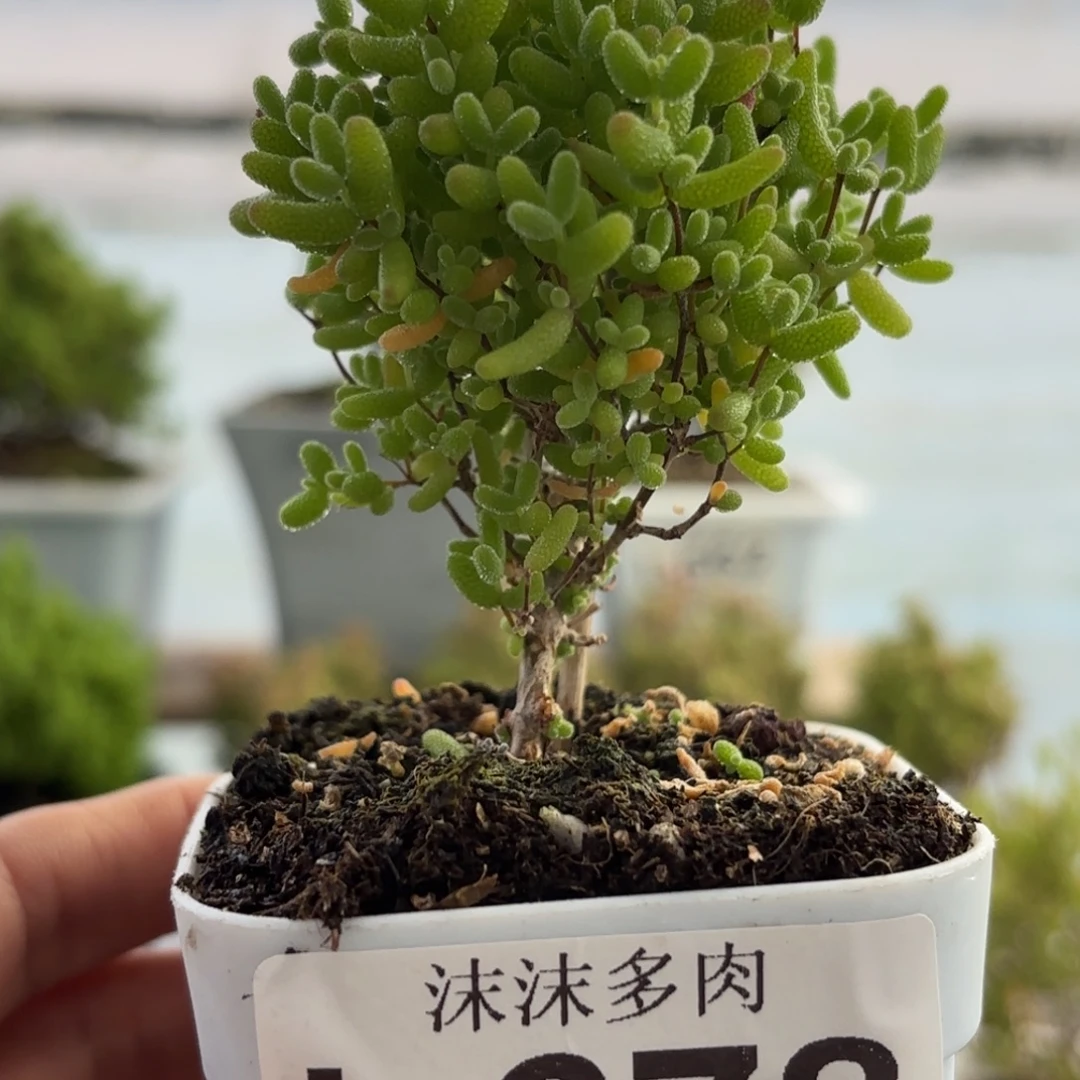 678蜜橘糖球枝干福利