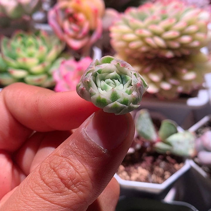 宽边圆梦锦腹轮锦有根