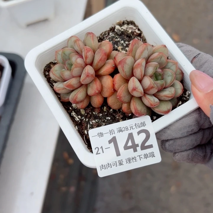 寒***客葡萄无盆土发货多肉多肉无