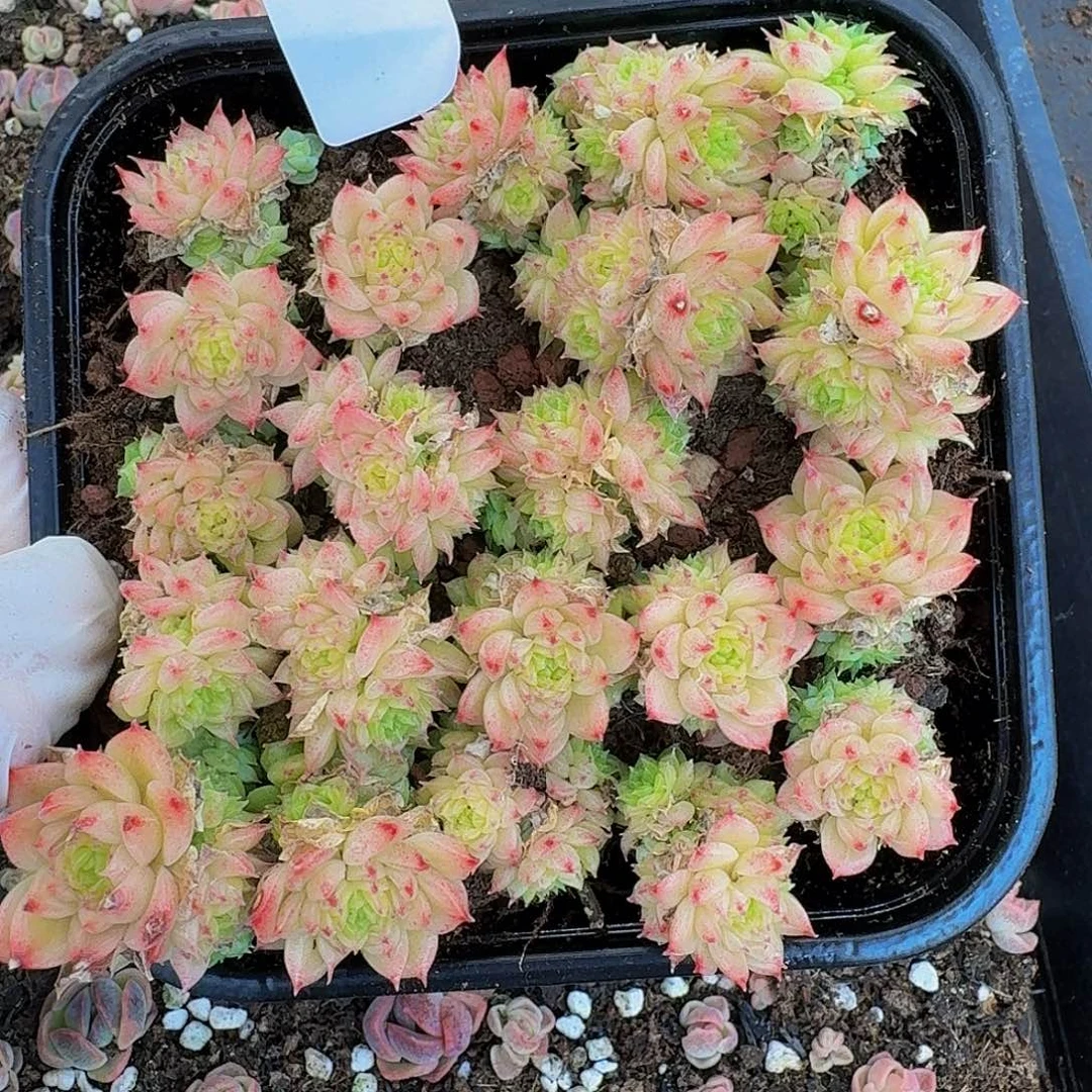 多肉植物多肉植物21