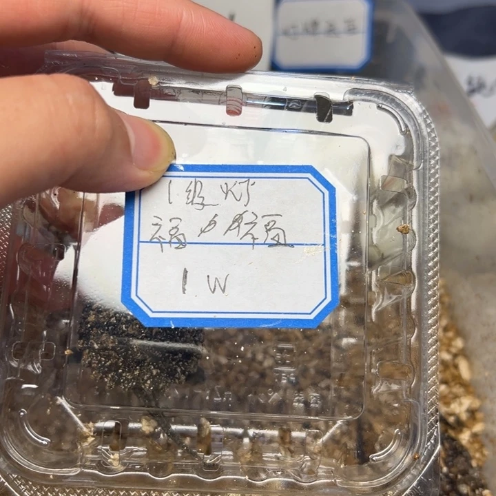 劉***家不分公母小鳄龟福利