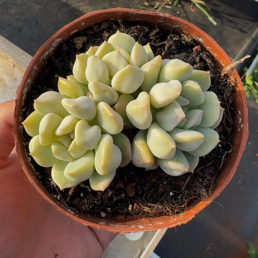 超奶 单头 一物一拍