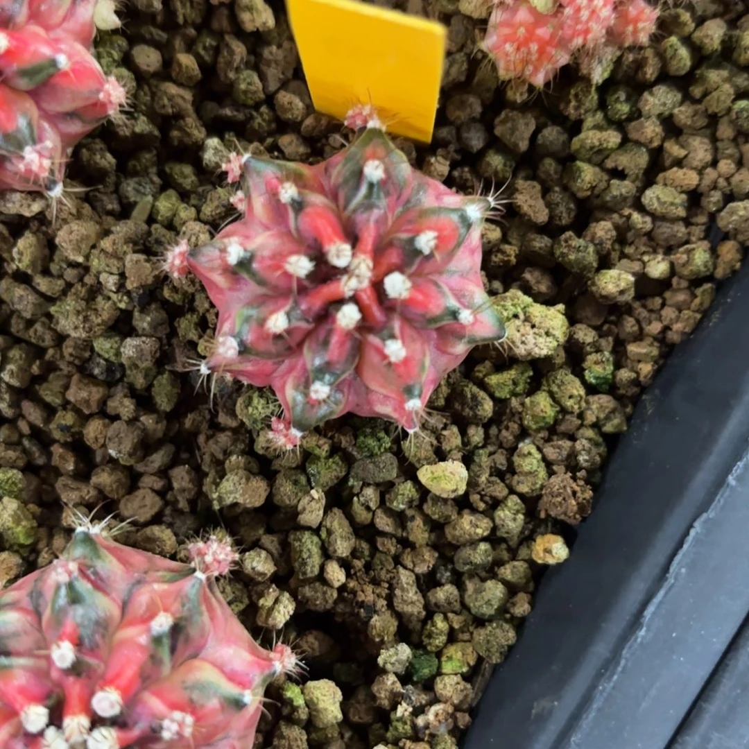 122-1227泰国发货多肉