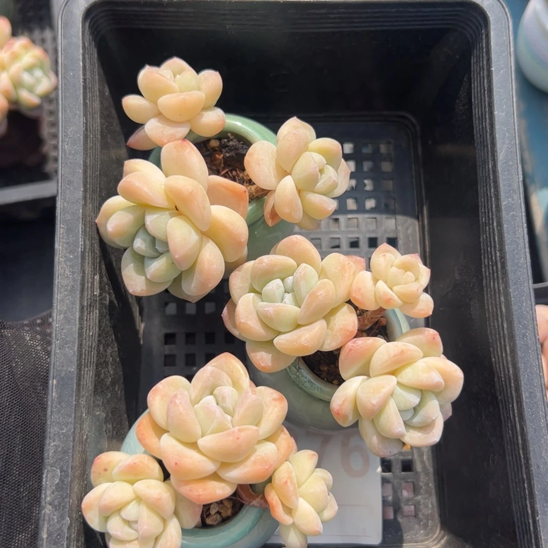 三个三头冰玉带盆发1376