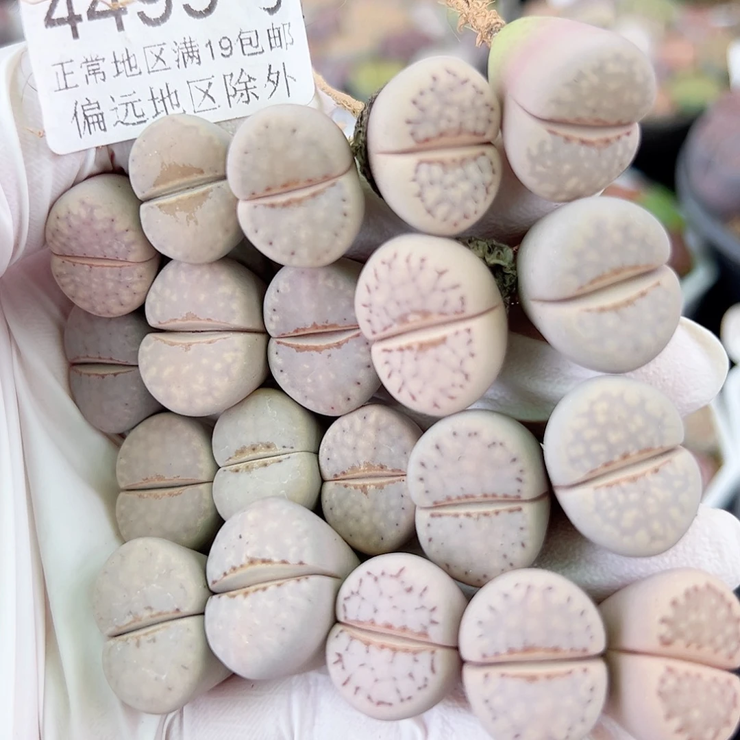 4499四年粉热唇20个1.5cm左右
