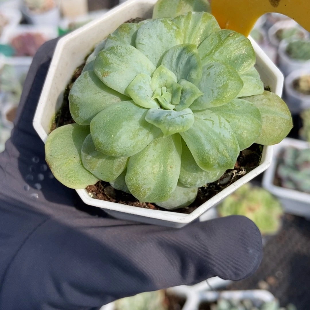 2109泡泡纱多肉植物