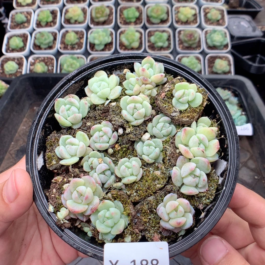 无花朵X188英语英语