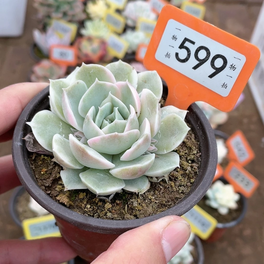 【闪购商品】599号