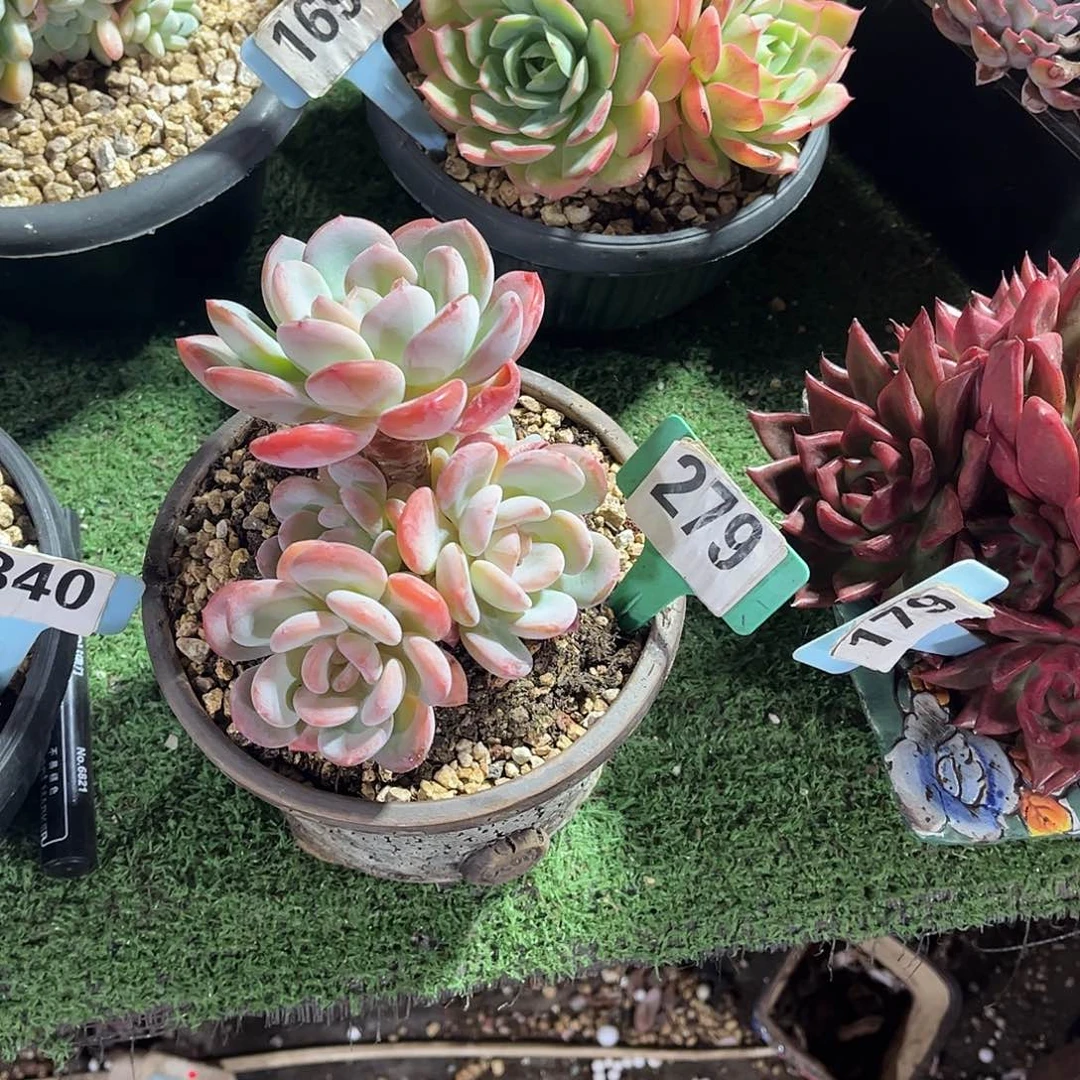 菲***儿香橙多肉植物保护279