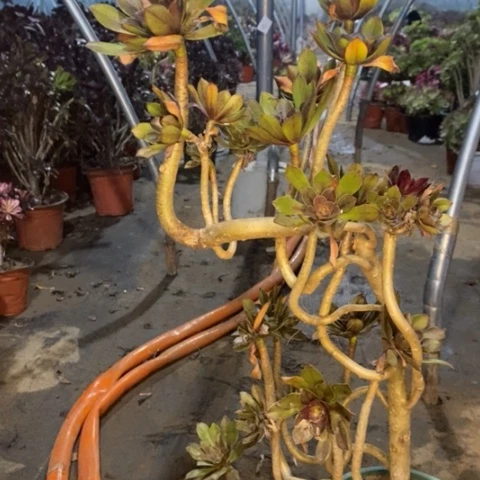 微**灰法妖桩有断枝15多肉植物法师不包断枝