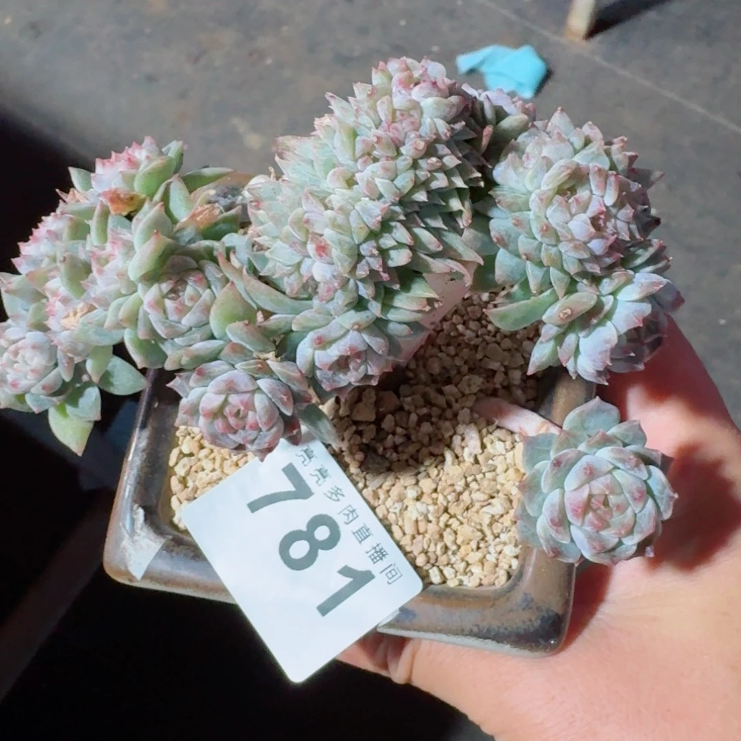 冰魄缀化      树桩愿你一路坦途，乘风破浪展宏图